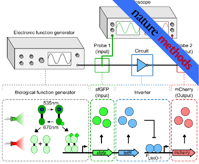 Optogenetic function generator for characterizing gene circuits